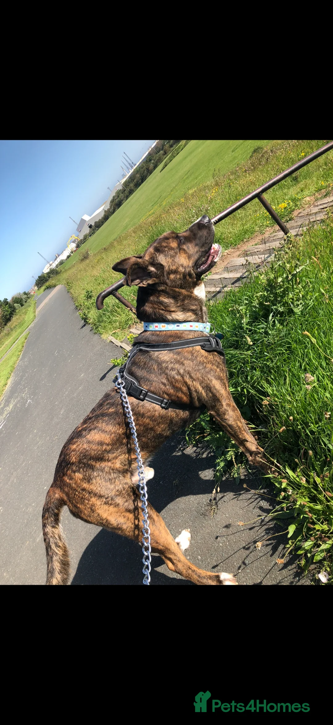 Mixed Breed dogs for sale: Male Akita staffy called Sully - Advert 1