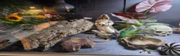 Bearded Dragon reptiles for sale: Hypo Whitblit and enclosure for sale £250 - Advert 4