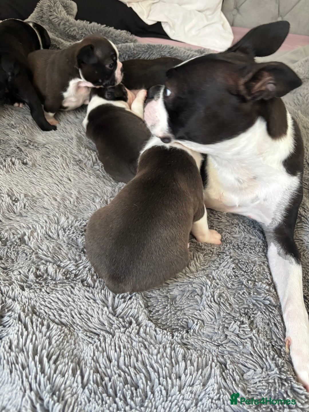 Boston Terrier dogs for sale: KC Registered 🐕❤️🏠 Puupy 🐕💙🏠Boston Terrier  - Image 4