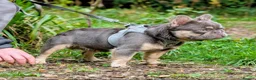 French Bulldog dogs for stud: Lilac and tan fluffy carrying testable - Advert 2