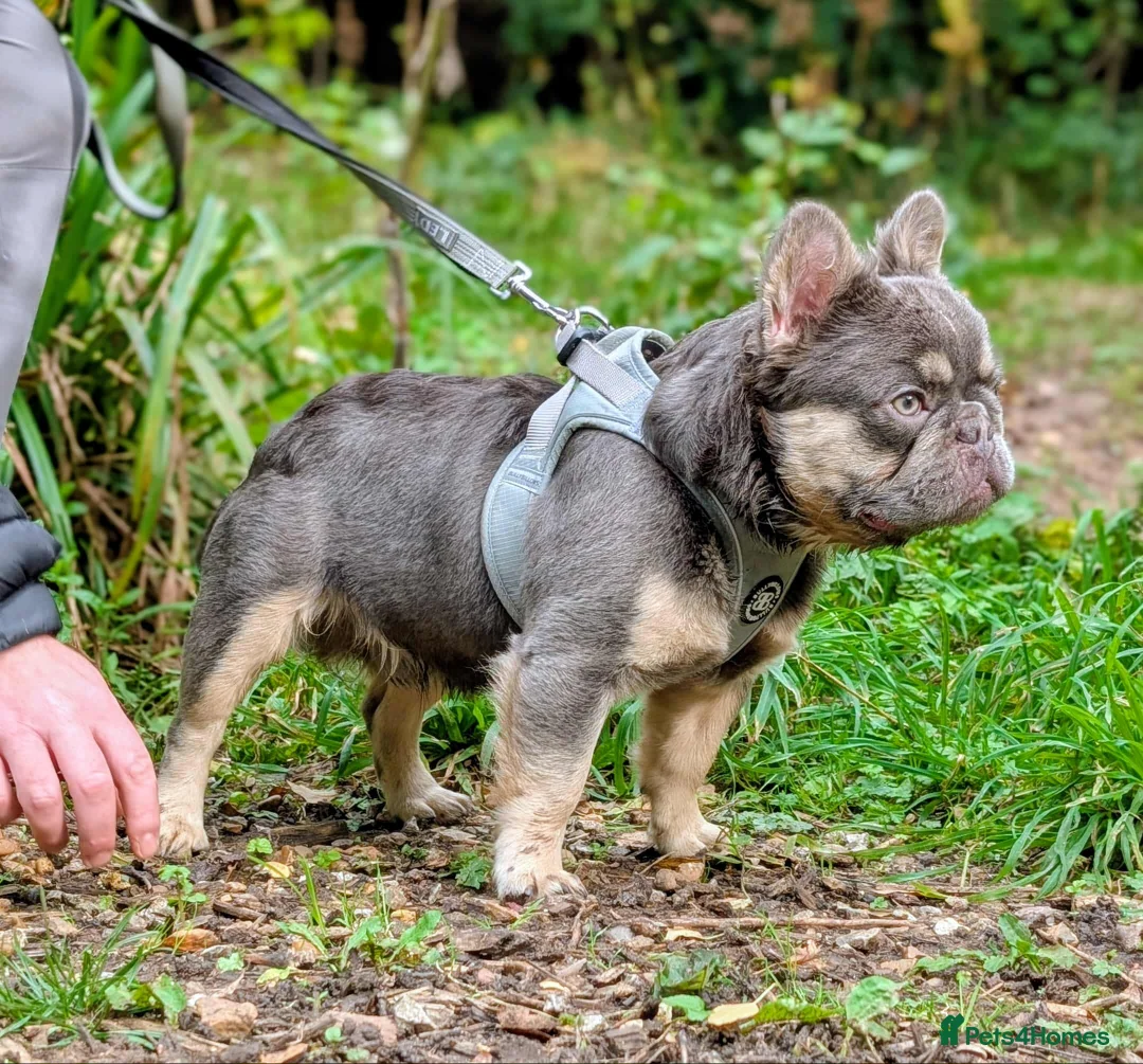 French Bulldog dogs for stud: Lilac and tan fluffy carrying testable - Advert 2