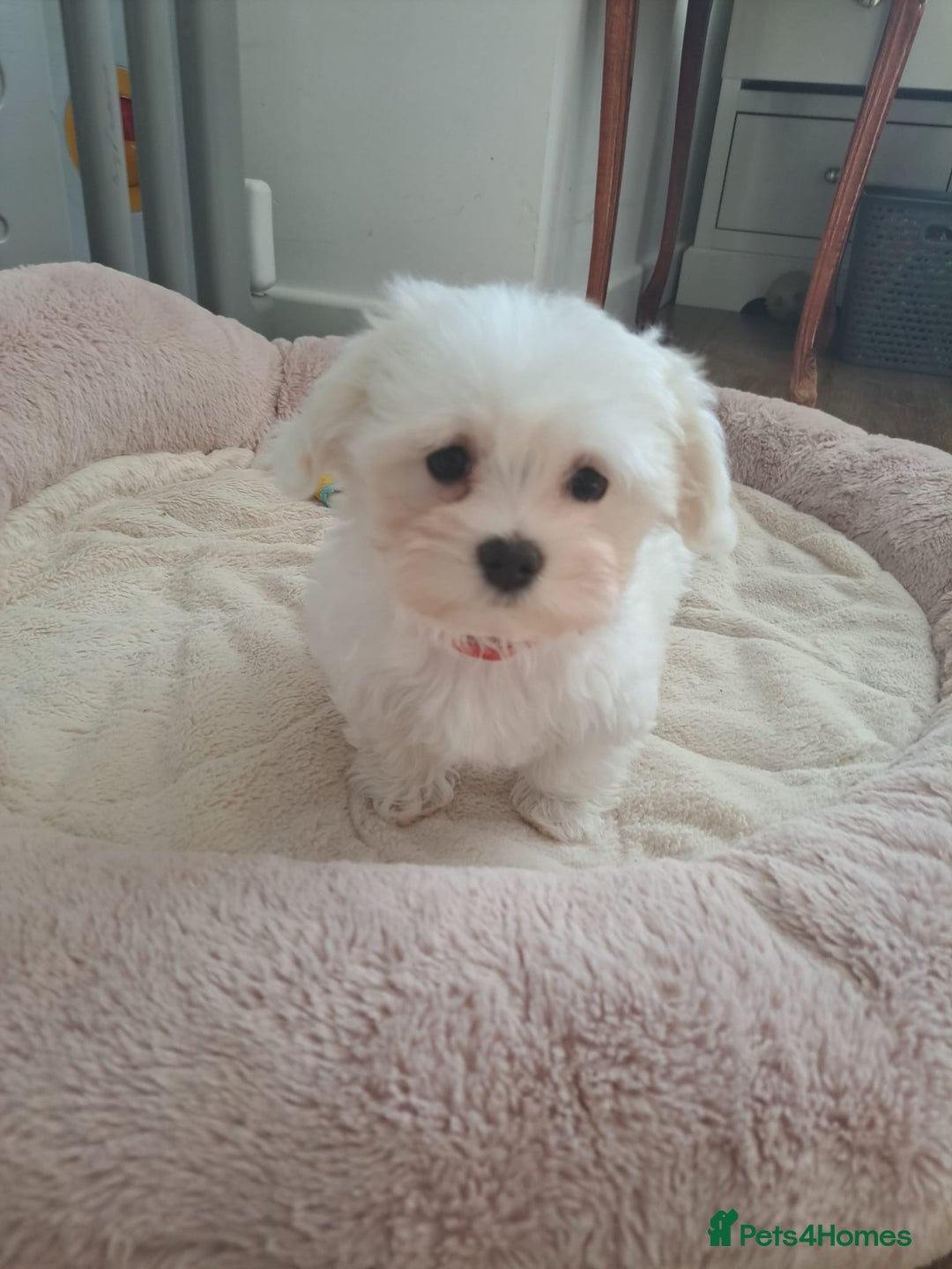 Maltese dogs for sale: Adorable Maltese Puppies For Sale❤️ - Image 10