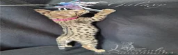 Savannah cats for sale: Excellent Quality Tica Registered Purebred kittens - Advert 18