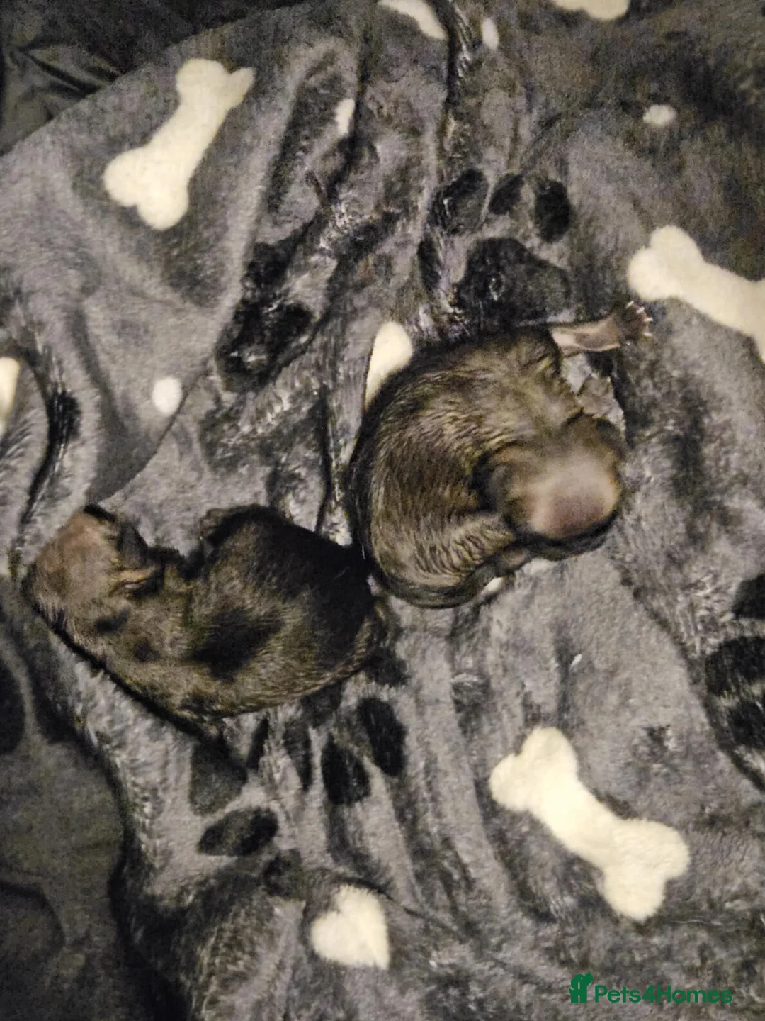 Frug dogs for sale: Frug  - Advert 2