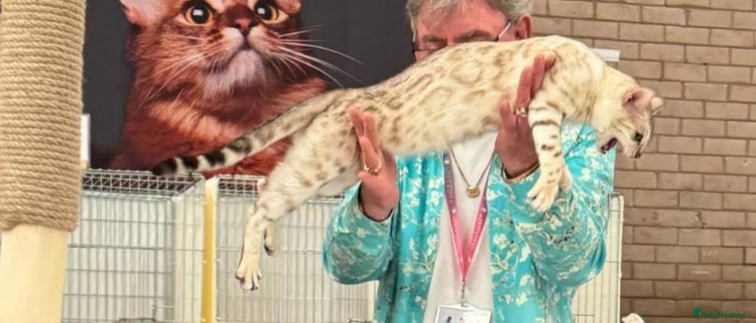 Bengal cats for sale: 😻OUTSTANDING SHOW BENGALS. SHOW WINNING PARENTS🏆 - Image 38