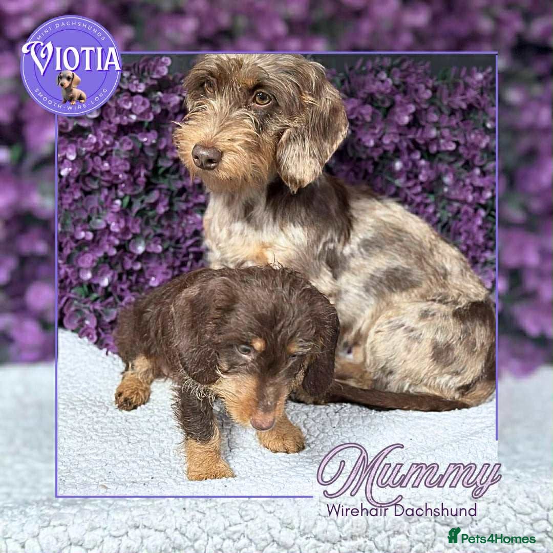 Miniature Dachshund dogs for sale: Beautiful miniature dachshunds ready now  - Image 11