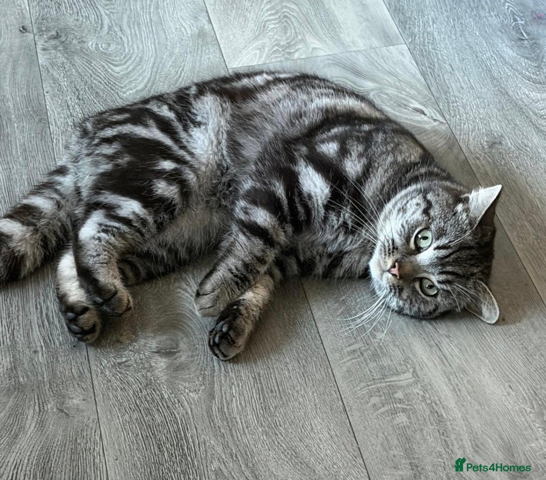 Mixed Breed cats for sale: 🐾 Beautiful Green eyed Grey tabby Kittens  - Advert 18
