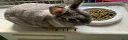 Netherland Dwarf rabbits for sale: Gorgeous Netherland Dwarfs - 2 LEFT in London - Advert 6