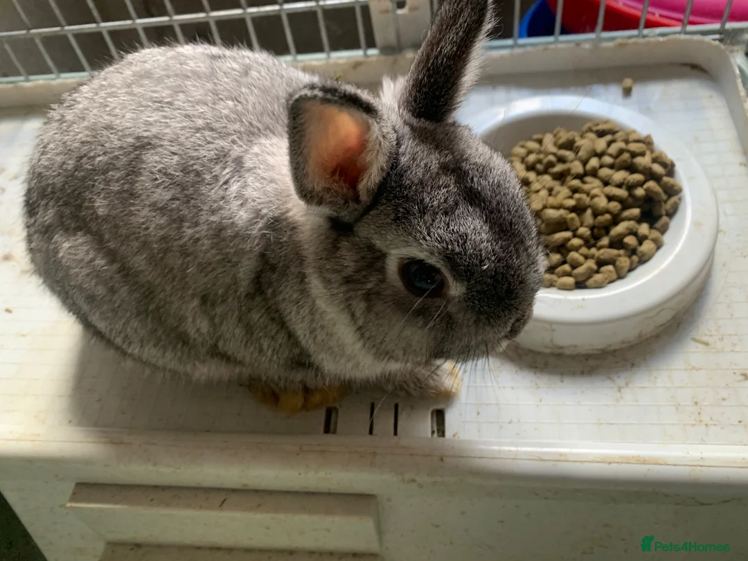 Netherland Dwarf rabbits for sale: Gorgeous Netherland Dwarfs - 2 LEFT in London - Advert 6