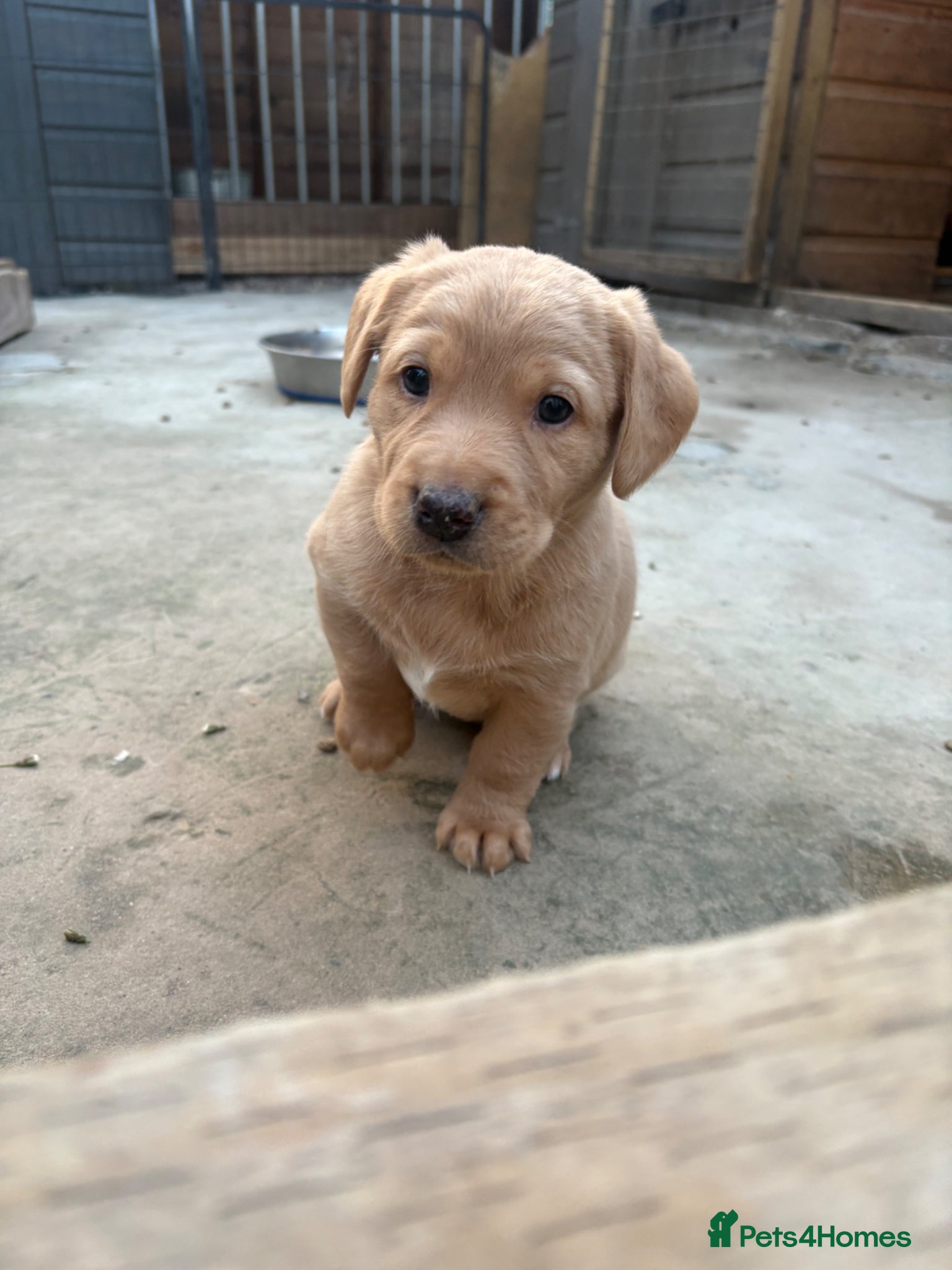 Mixed Breed dogs Labradoodles LAST PUP  - Advert 3