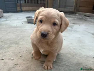 Mixed Breed dogs Labradoodles LAST PUP - Advert 1
