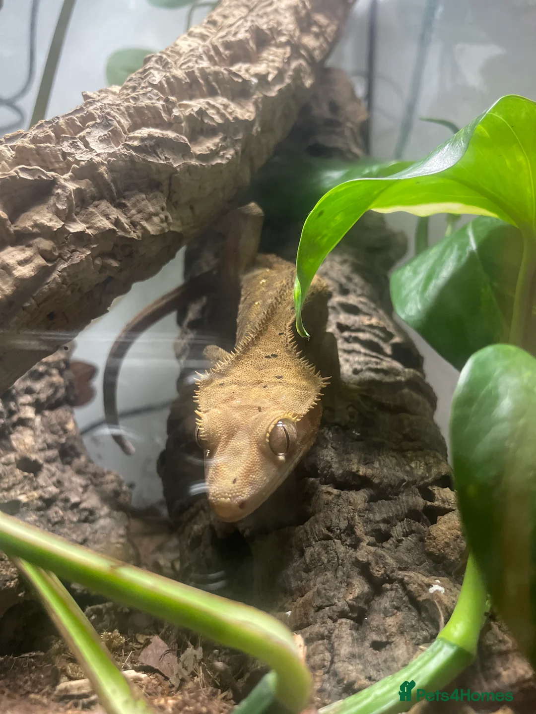Gecko reptiles for sale: Crested Gecko For Rehoming  - Advert 6