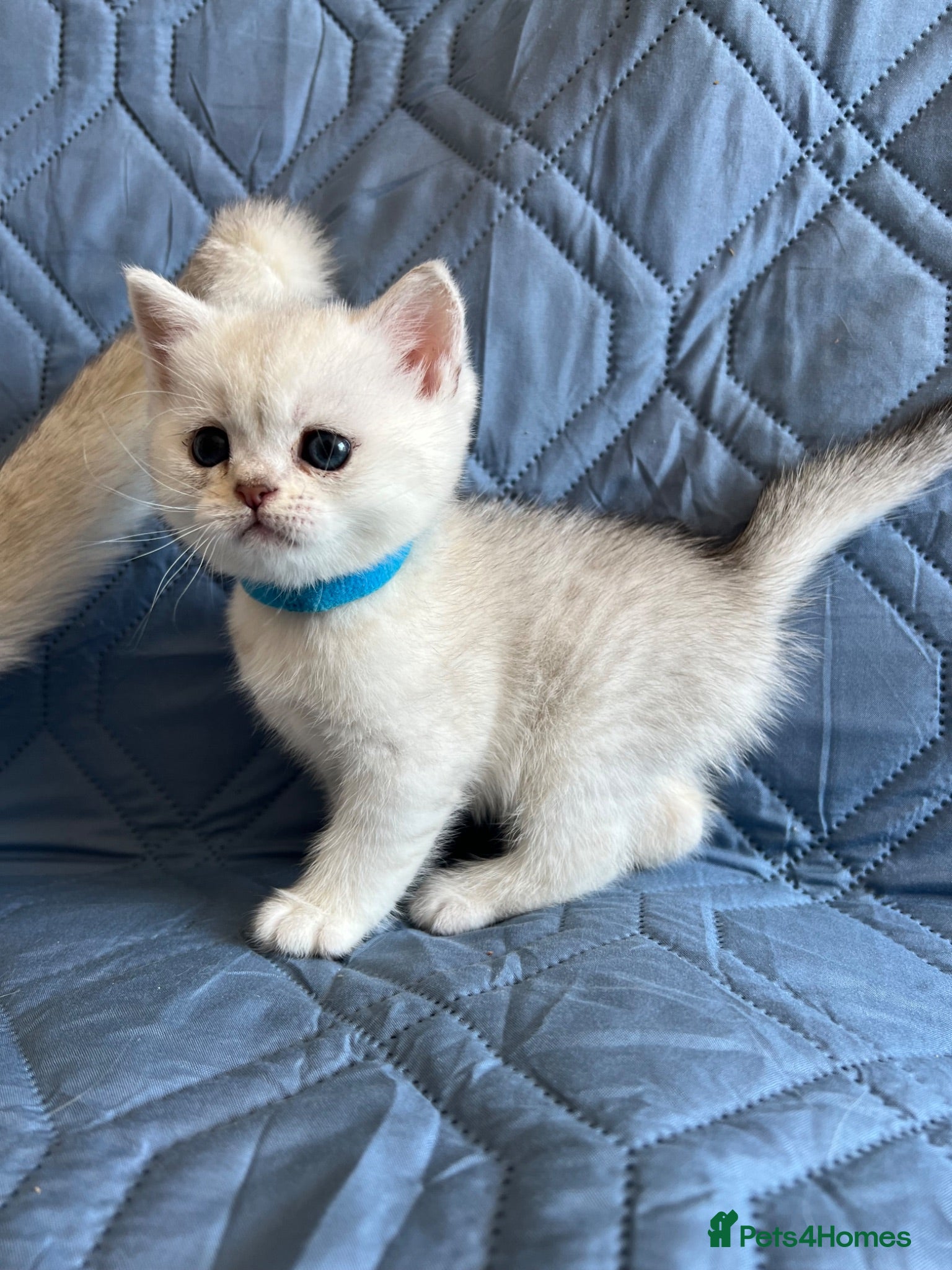 British Shorthair cats Silver pedigree British Shorthair kittens  - Advert 1
