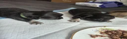 Chihuahua dogs for sale: Absolutely beautiful chihuahua puppies - Advert 9