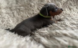 Dachshund dogs for sale: Beautiful mini dachshund babies  - Image 13