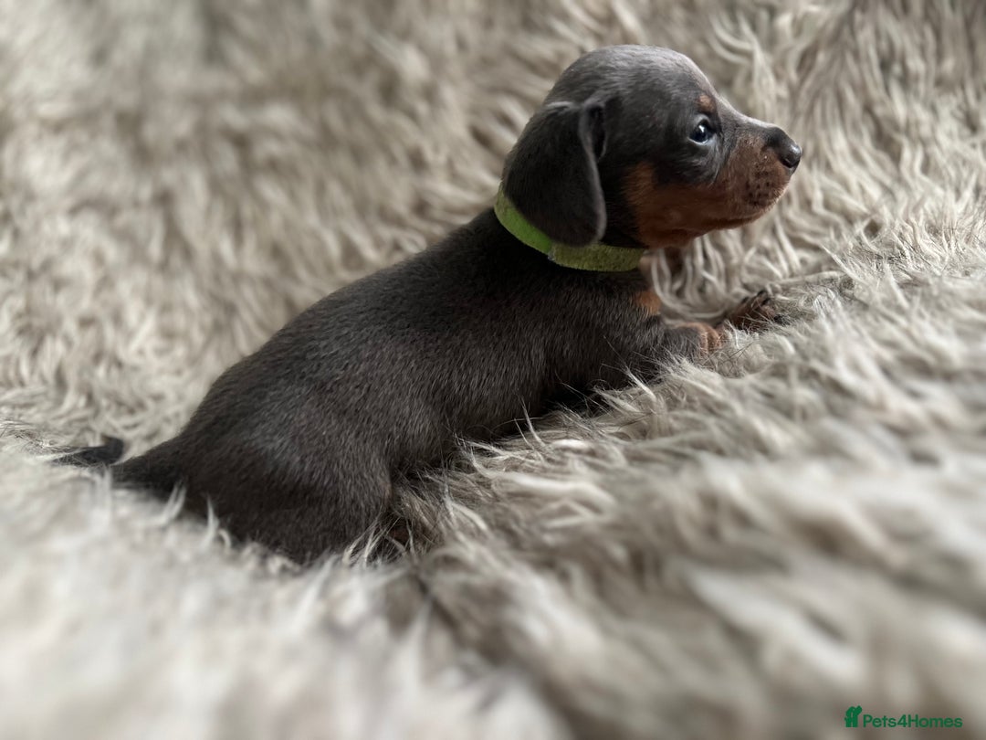 Dachshund dogs for sale: Beautiful mini dachshund babies  - Image 13