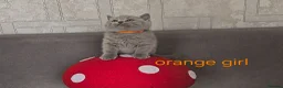 British Shorthair cats for sale: Blue British Shorthair kittens, GCCF registered in London - Advert 13