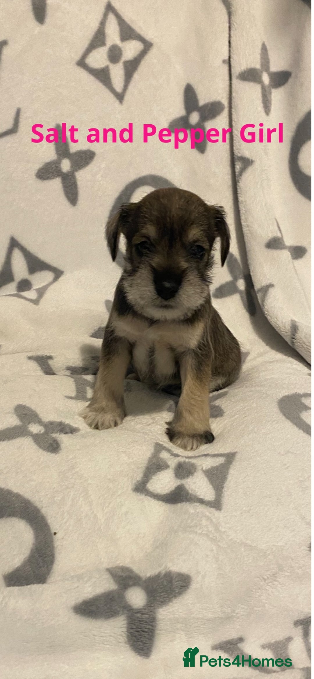 Miniature Schnauzer dogs for sale: ✨ Eight Stunning Puppies Now Available! ✨ - Advert 6