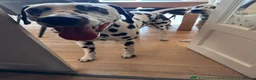 Dalmatian dogs for sale: Dalmatians BOY Left  - Advert 15