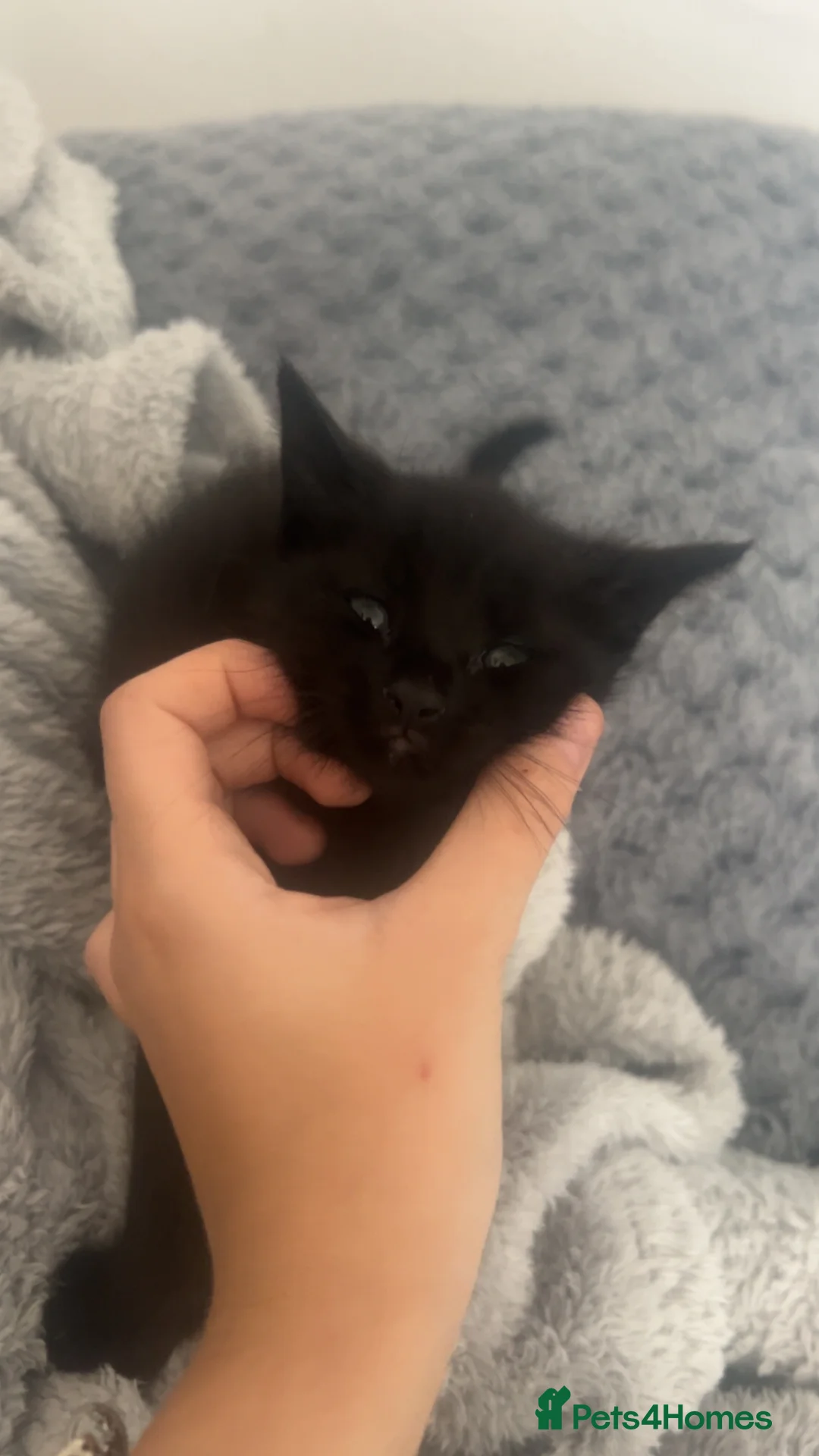 Mixed Breed cats for sale: black kittens  - Advert 4