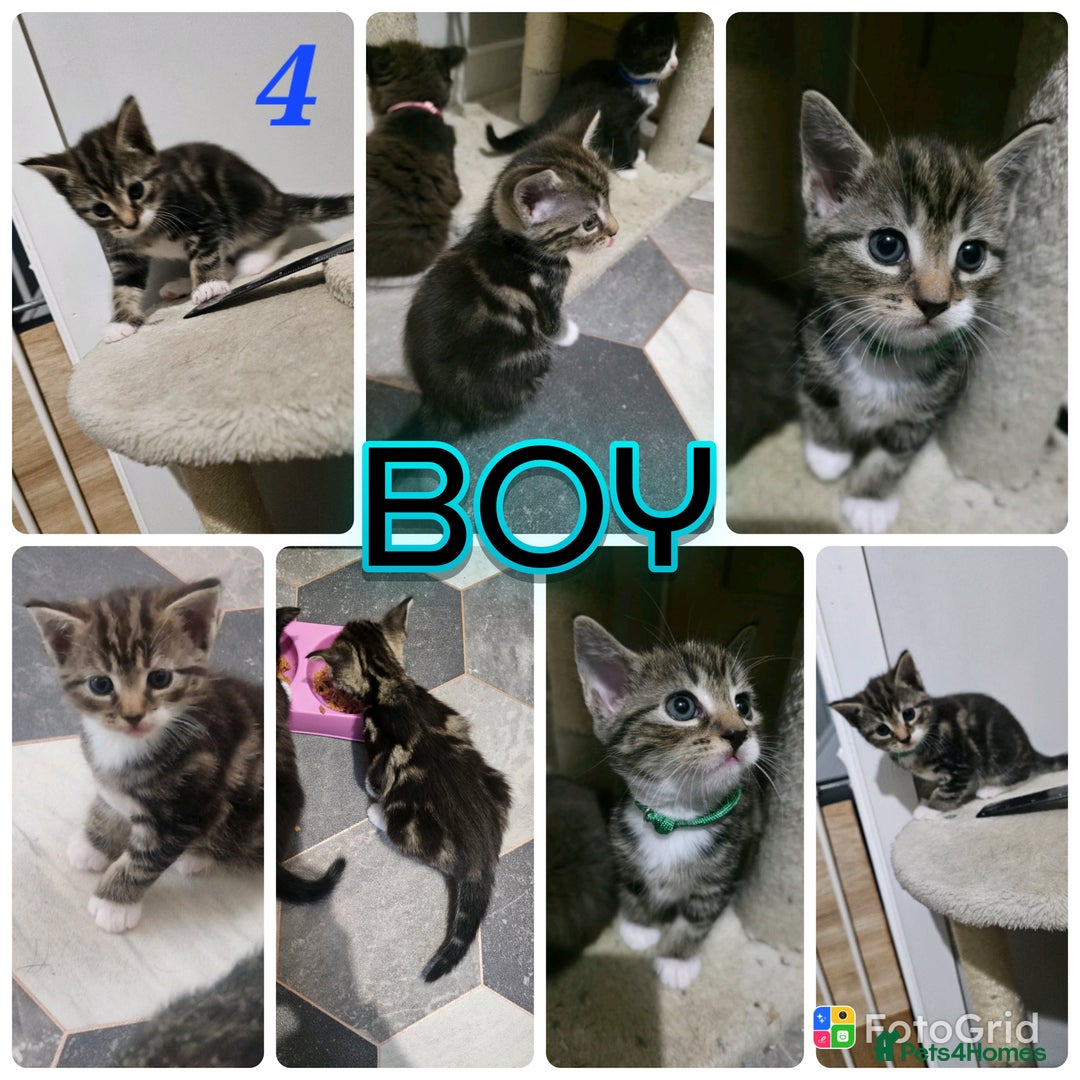 Mixed Breed cats for sale: 4 stunning bengal cross kittens ready 14/09/25 - Image 4