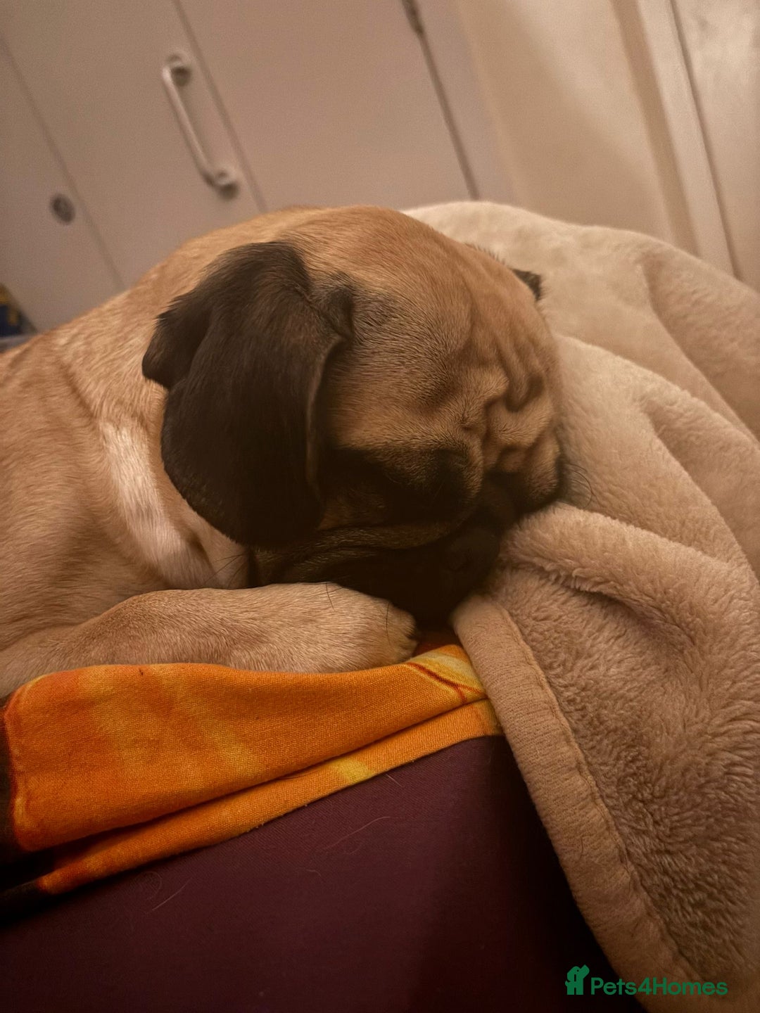 Pug dogs for sale: Pug Puppies  - Image 28