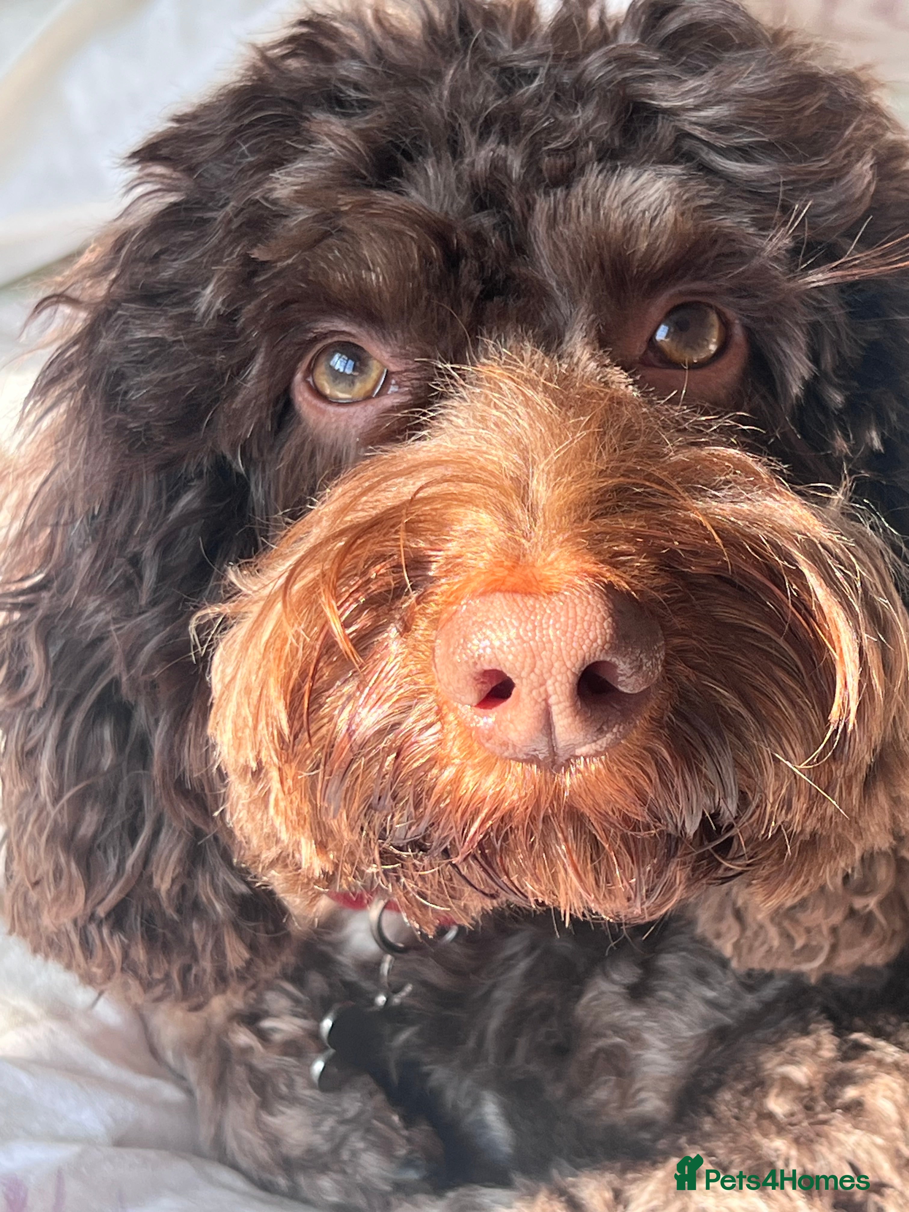 Cockapoo dogs Stud Cockapoo - Advert 1