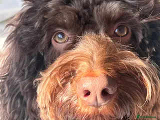 Cockapoo dogs Stud Cockapoo - Advert 1