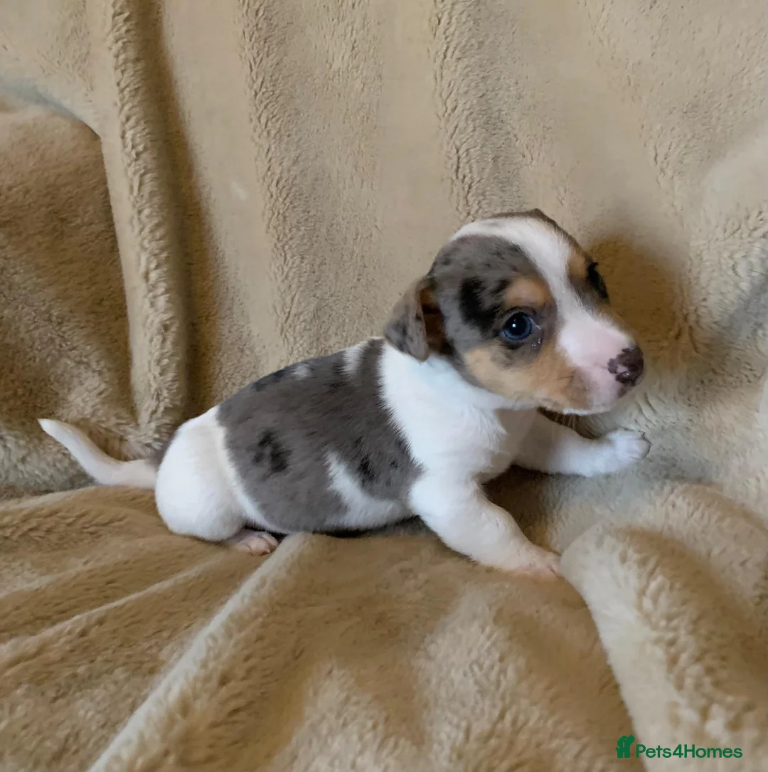 Jack Russell dogs for sale: Exceptional unusual coloured mini JR puppies - Advert 7