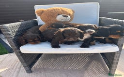 Cocker Spaniel dogs for sale: Miniature working Cocker spaniel puppies for sale - Image 25