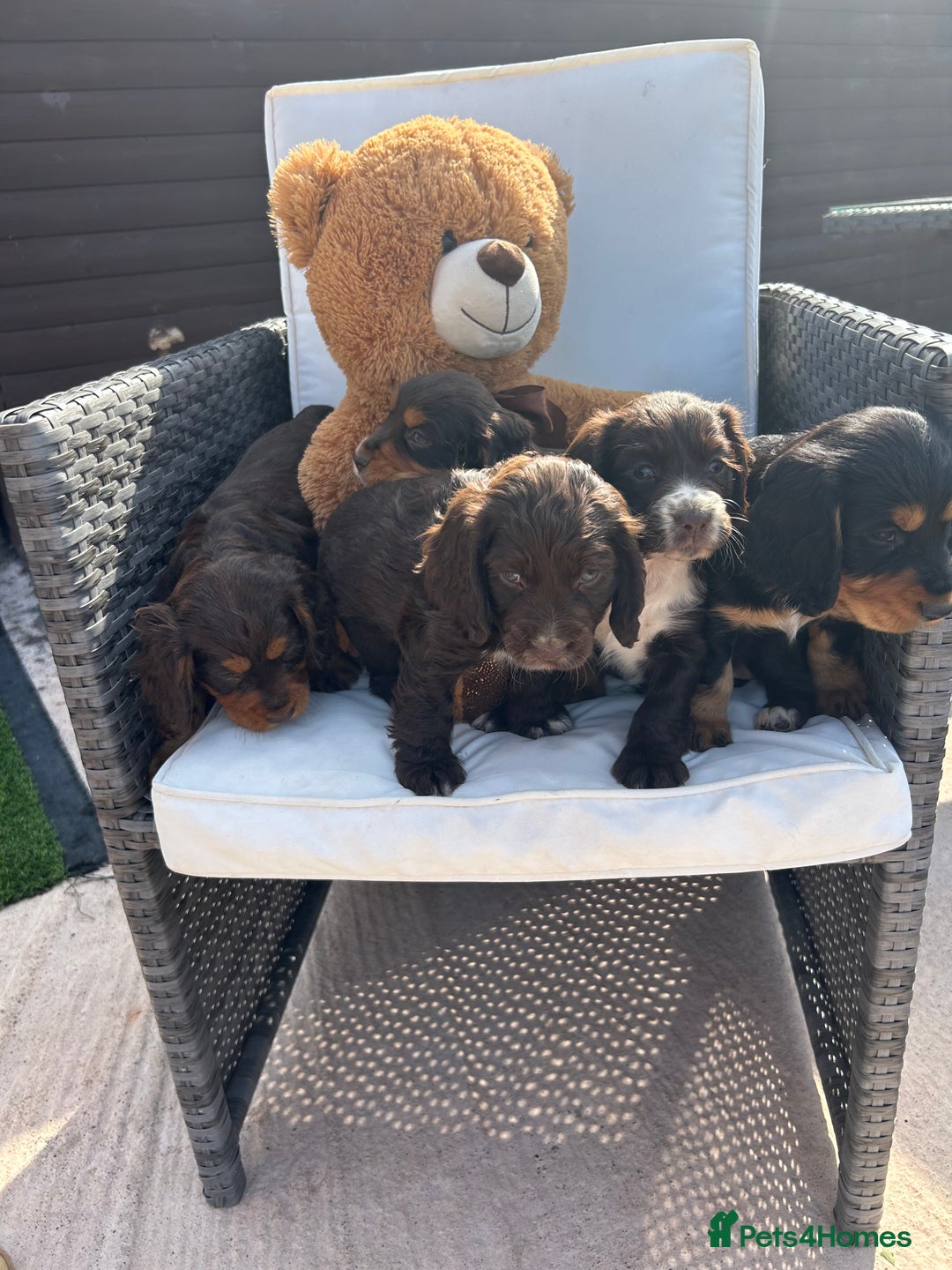 Cocker Spaniel dogs for sale: Miniature working Cocker spaniel puppies for sale - Image 25