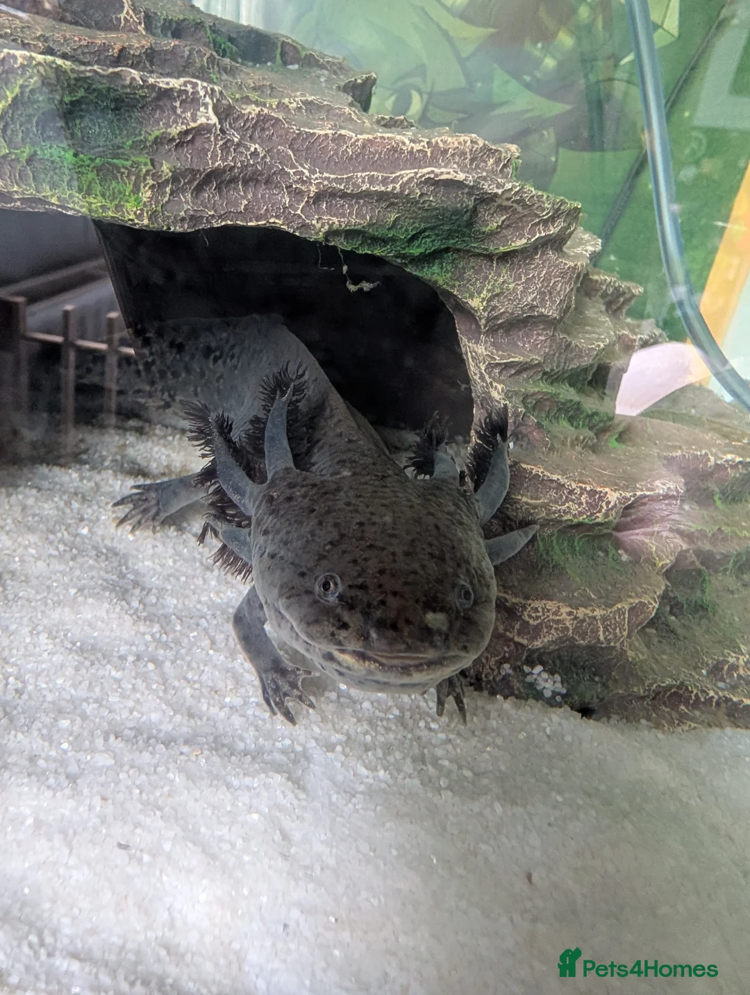 Other/Mixed Breed fish for sale: Beautiful Bellatrix the Axolotl  - Advert 2