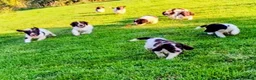 English Springer Spaniel dogs for stud: KC ESS, DNA Clear inc DAMS - Advert 4