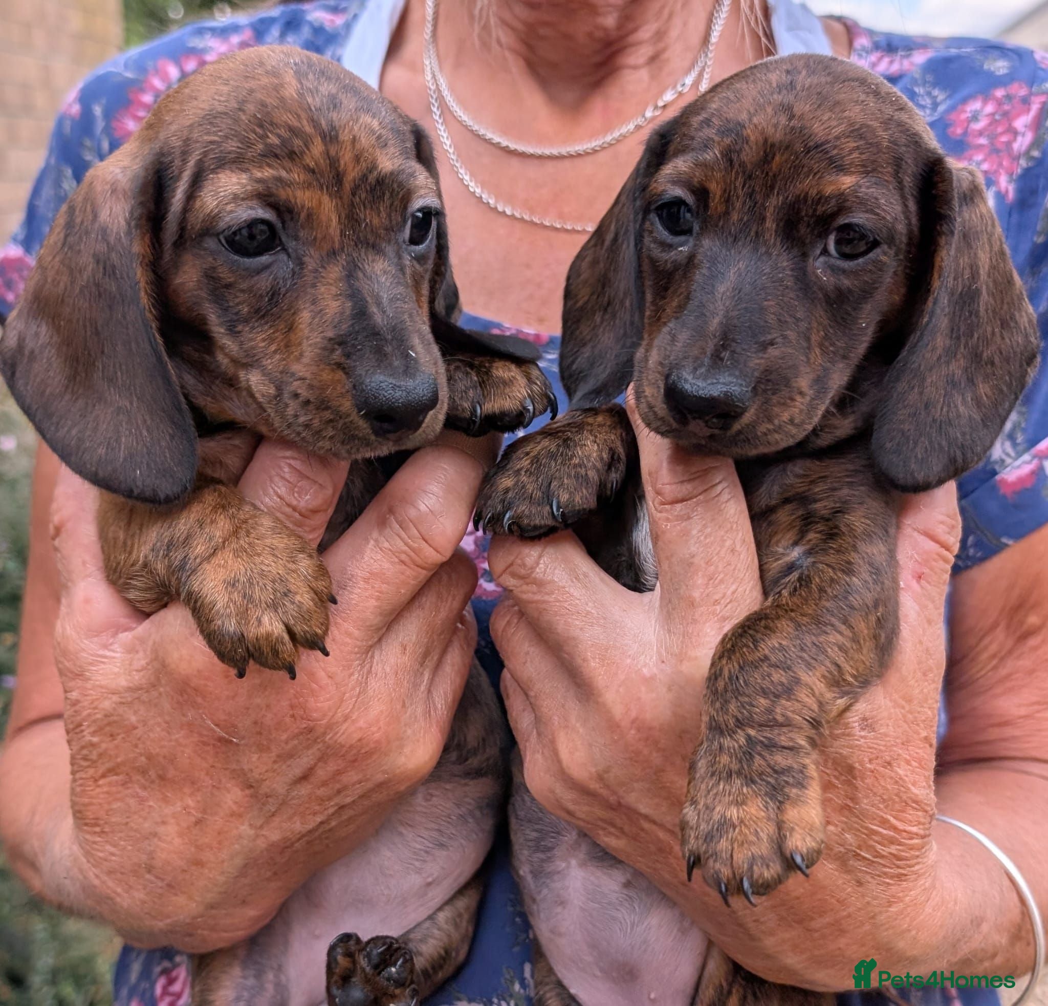 Miniature Dachshund dogs Miniature Dachshund  - Advert 1