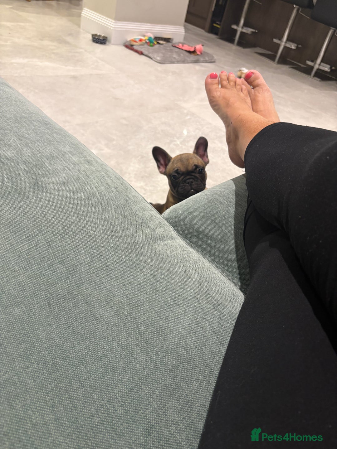 French Bulldog dogs for sale: Beautiful French fawn bulldog  - Image 10