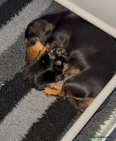 Miniature Dachshund dogs - Advert 7