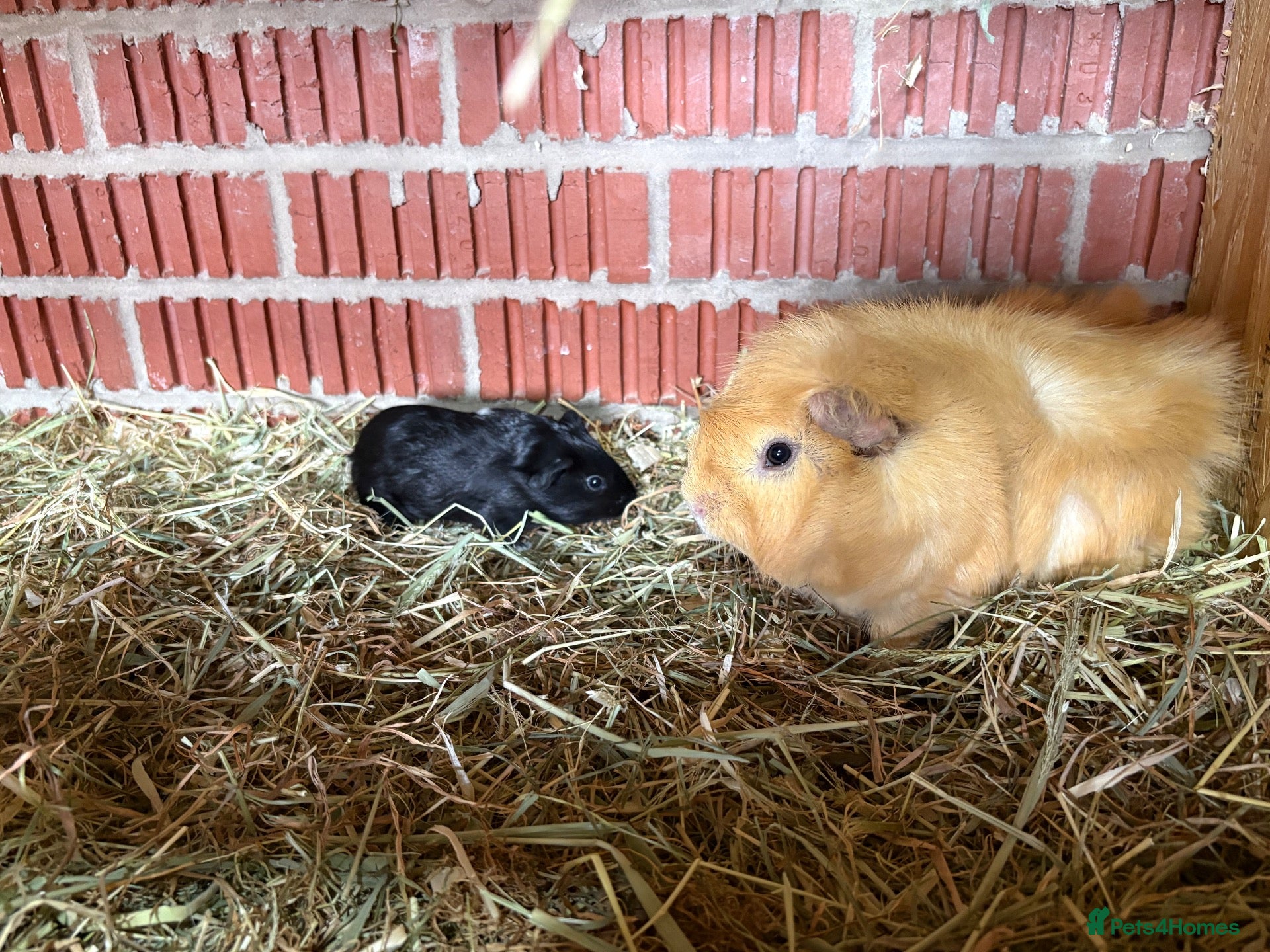 Guinea Pig rodents Bonded guinea pigs - mixed ages - Advert 11