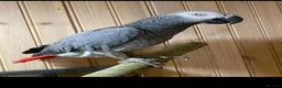 Parrots birds for sale: Outstanding high vocabularies African Grey Parrots in Coventry - Advert 4