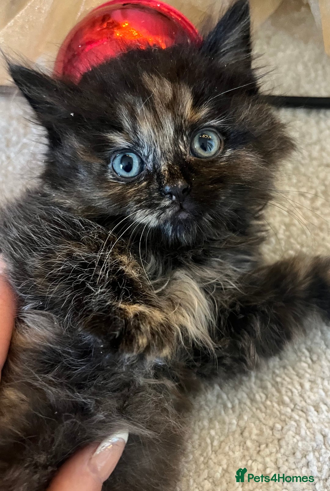 Ragdoll cats for sale: Ragdoll babies  - Advert 6