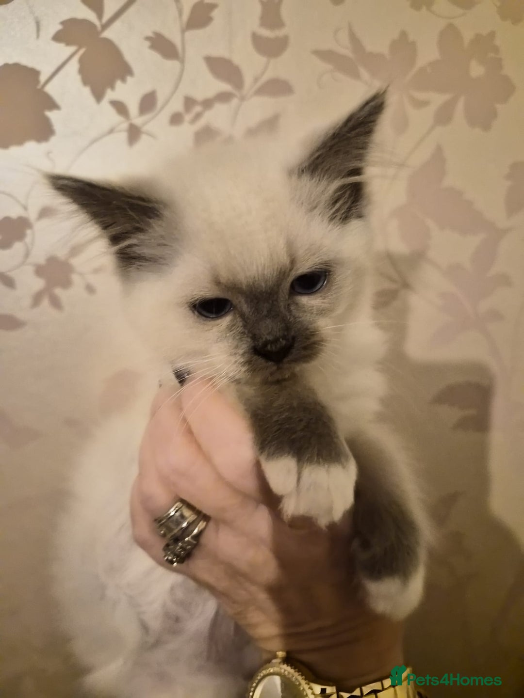 Ragdoll cats for sale: Beautiful purebreed Ragdoll kittens - Advert 5