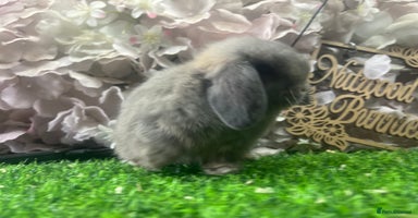 Mini Lop rabbits - Advert 4