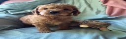 Mini Goldendoodle dogs for sale: ❤️ Beautiful Red & Gold Mini Goldendoodle Puppies  - Advert 10