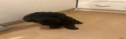 Cockapoo dogs for sale: 11 month old cockerpoo in Mansfield - Advert 5