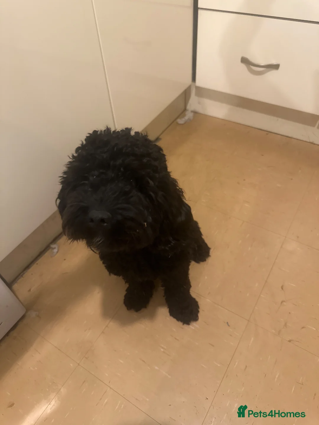 Cockapoo dogs for sale: 11 month old cockerpoo in Mansfield - Advert 5