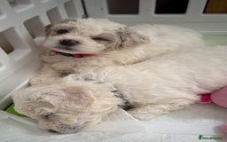 Poochon dogs for sale: 9 Poochon Puppies for Sale – Merles Available - Image 14
