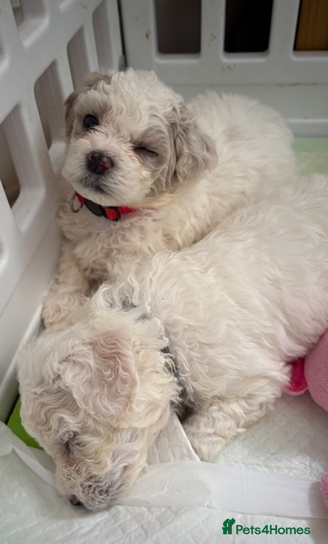 Poochon dogs for sale: 9 Poochon Puppies for Sale – Merles Available - Image 14