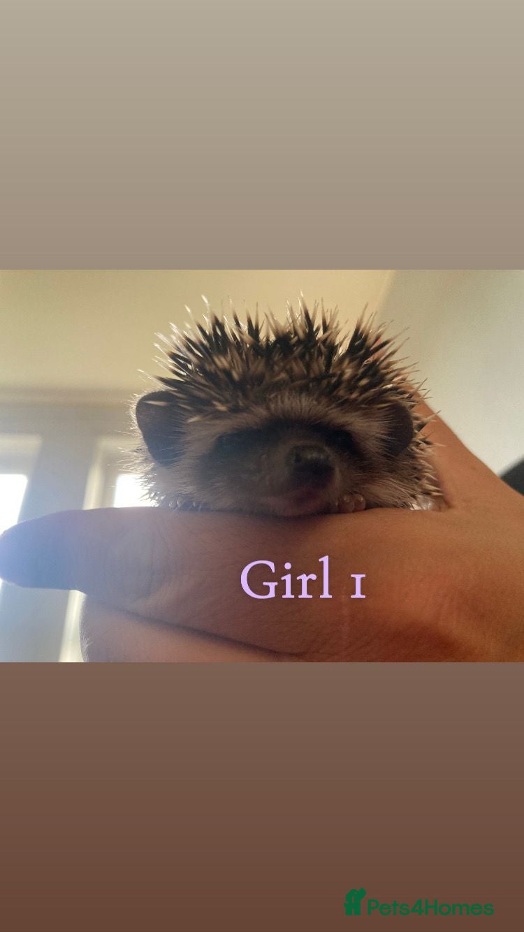 Pygmy Hedgehog rodents African Pygmy Hedgehog's  - Advert 2
