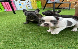 French Bulldog dogs for sale: Frenchies for sale <3 - Image 3