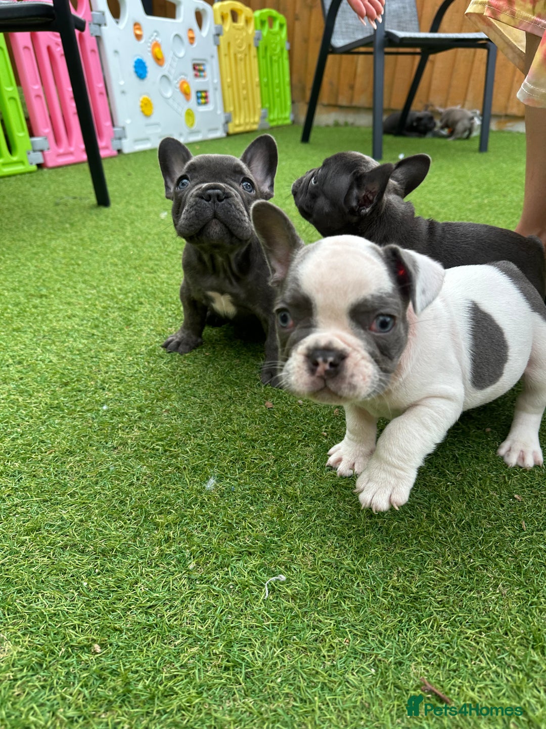 French Bulldog dogs for sale: Frenchies for sale <3 - Image 3
