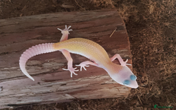 Leopard Gecko reptiles for sale: Beautiful Leopard Gecko Babies – Ready Now! - Image 3